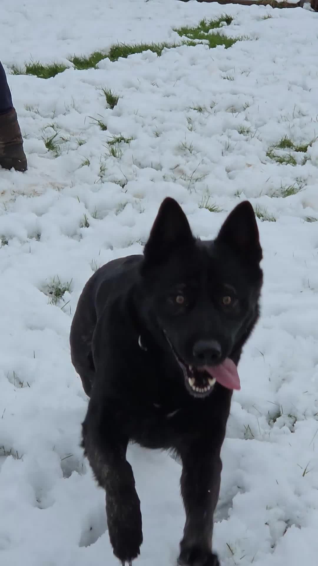 German Shepherd dogs for sale: German shepherd puppies for sale  - Video 1