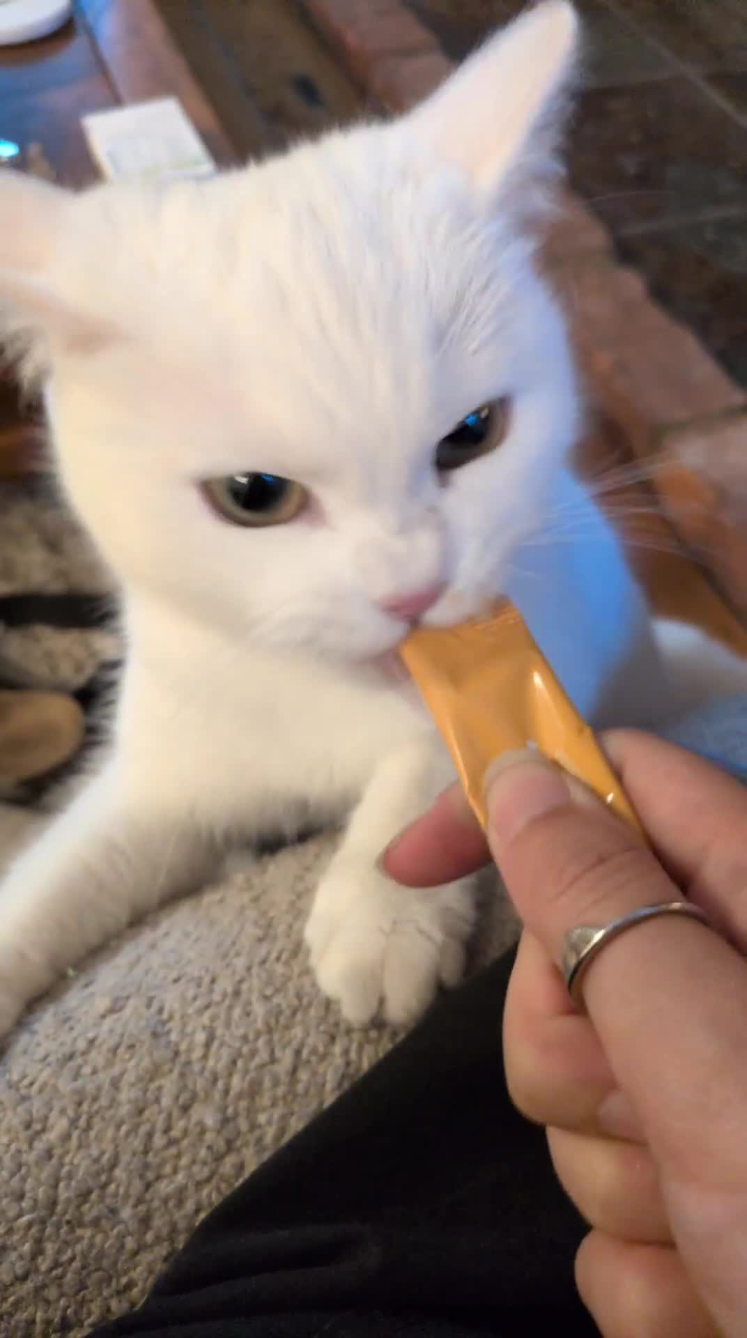 Domestic Shorthair cats for sale: Adorable young cat looking for forever home  - Video 1