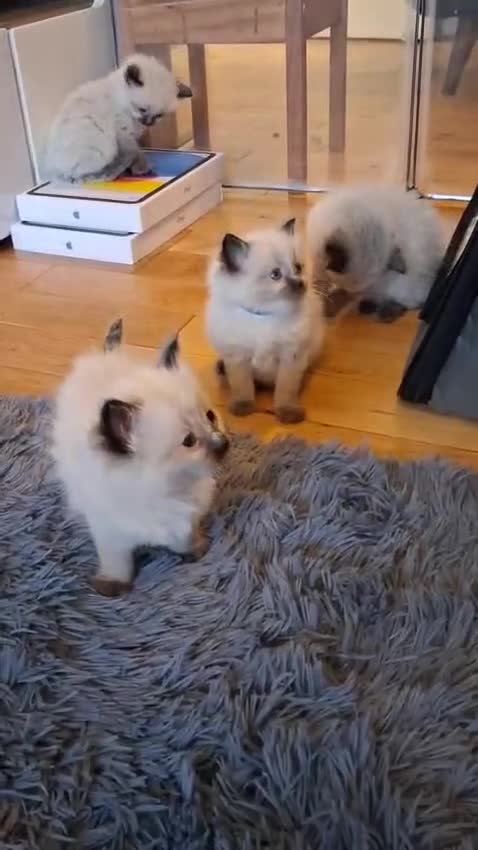 Ragdoll cats for sale: Ragdoll kittens - Vaccinations and Microchip  - Video 1