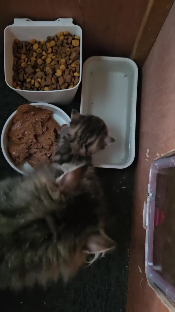 Siberian cats for sale: Pedigree Siberian female kitten - Video 1