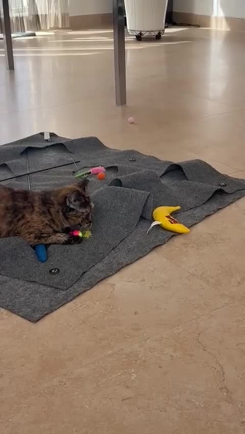 Mixed Breed cats for adoption: LOTTI - TORTOISHELL GIRL VERY AFFECTIONATE SPAYED - Video 4