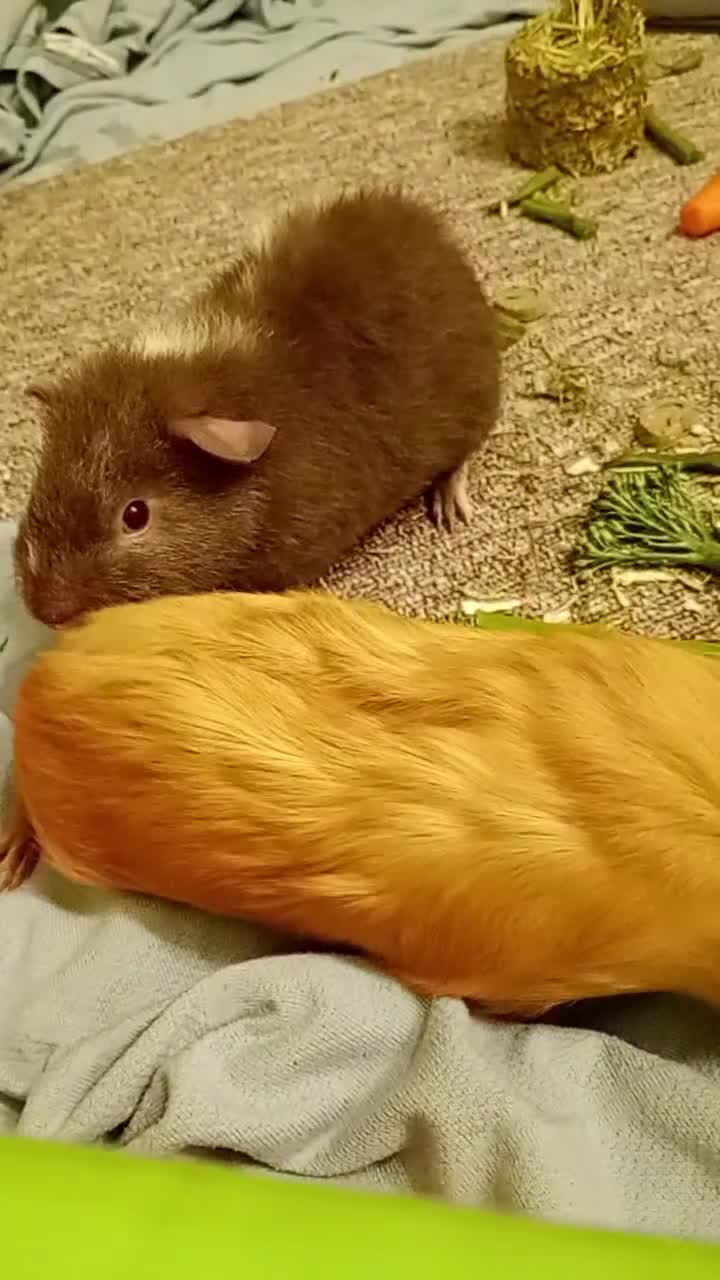 Guinea Pig rodents for sale: Beautiful ginger female guinea pig  in Yeovil - Video 1