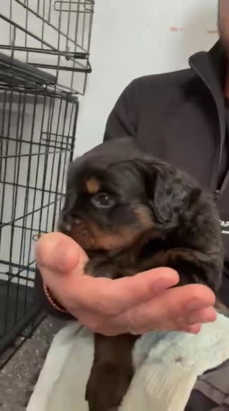 Rottweiler dogs for sale: Rottweilers KC reg full tested TOP QUALITY  - Video 4