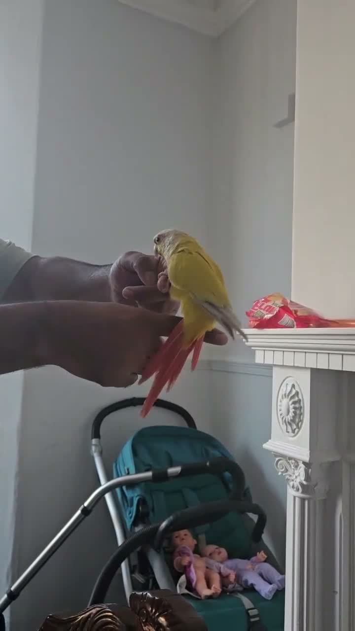 Conures birds for sale: Gorgeous Sun cheek conure with cage, Hand Tammed - Video 1