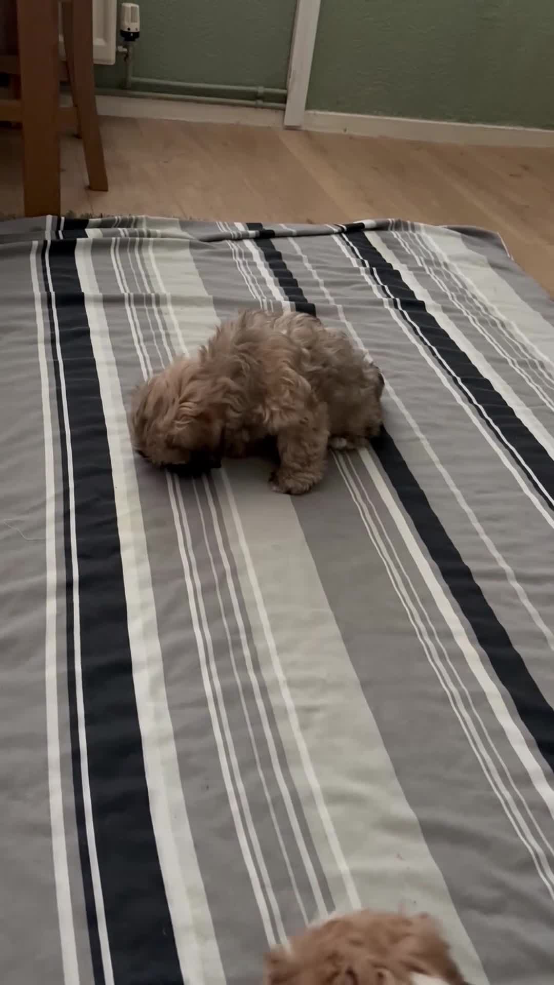 Shih Tzu dogs for sale: ShihTzu Puppy - Video 3