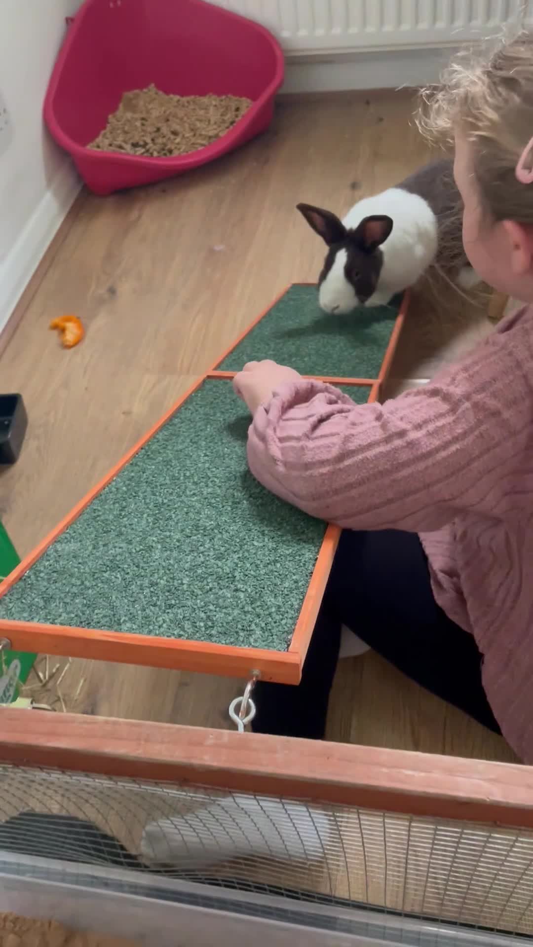 Dutch rabbits for sale:  🐇 Rehoming – Luke (Dutch, Male, 2yrs) - Video 2