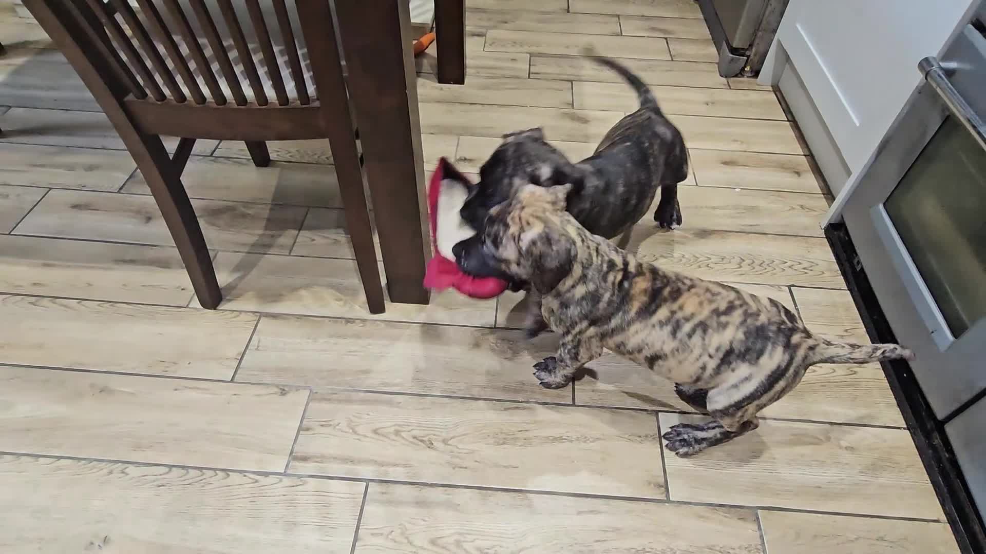 Great Dane dogs for sale: ONLY 1 LEFT Brindle Male Great Dane FULLY VACC'D - Video 2