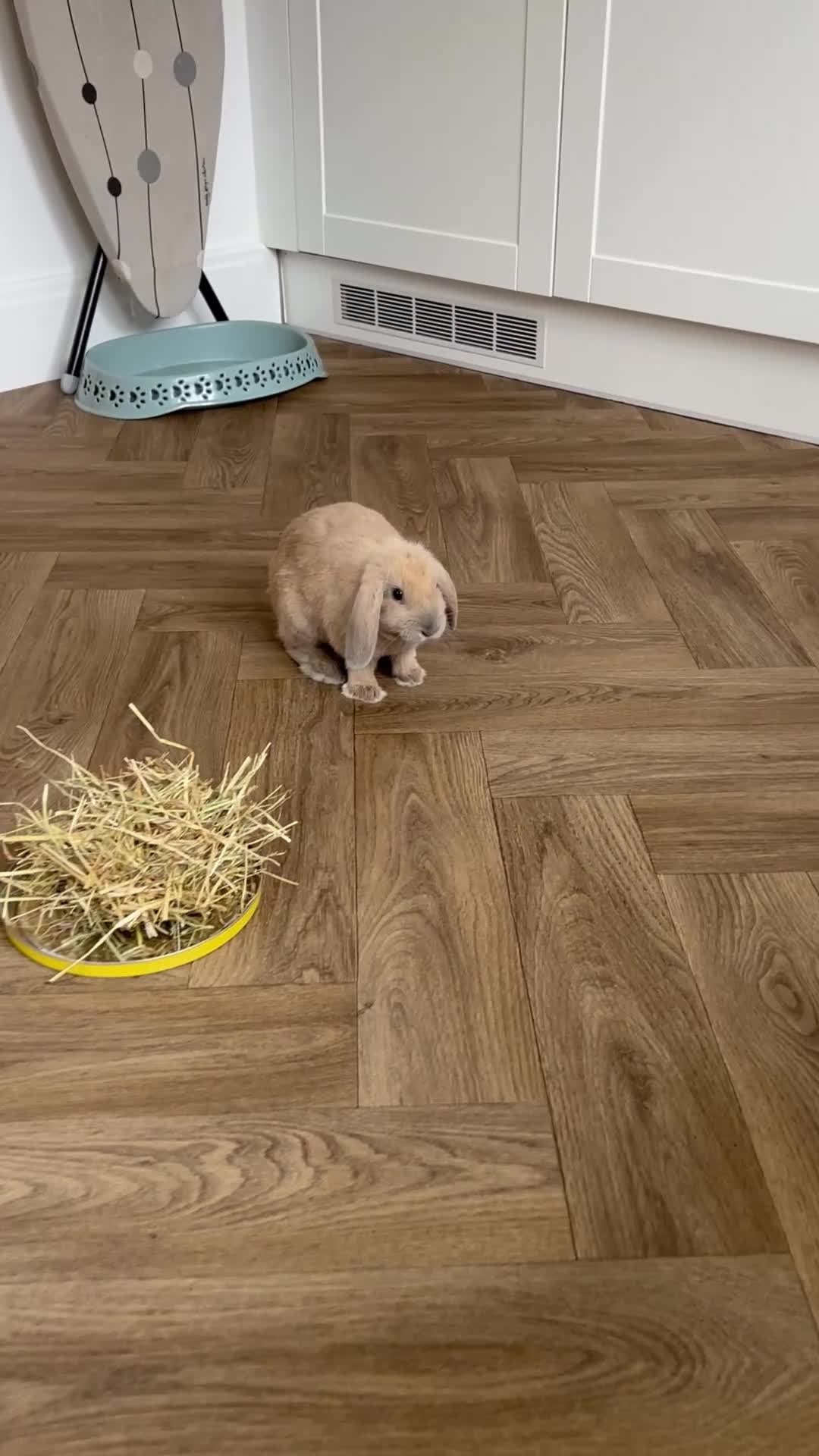 Mixed Breed rabbits for sale: 2 gorgeous baby rabbits to be sold as a pair in Skelmersdale - Video 1