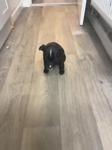 Mixed Breed dogs for sale: Staff x American bully puppy female 8 weeks black  in Evesham - Video 2