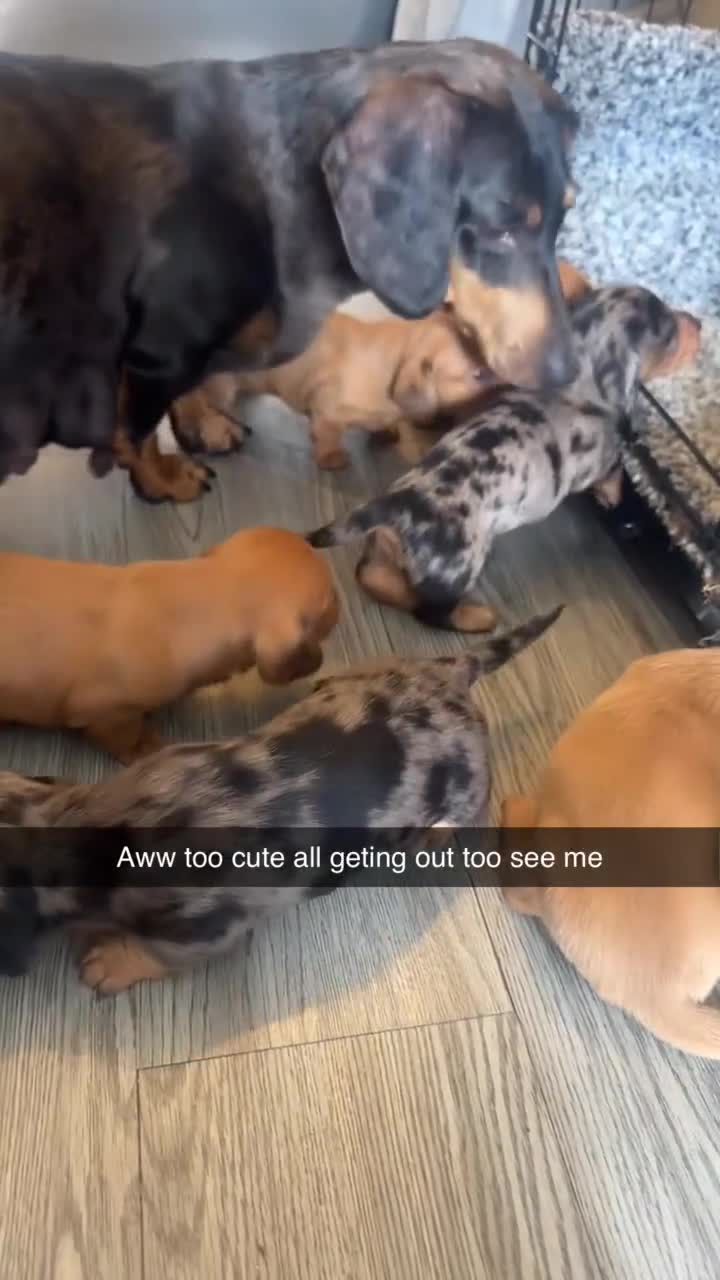 Miniature Dachshund dogs for sale: Gorgeous mini dachshunds - Video 1