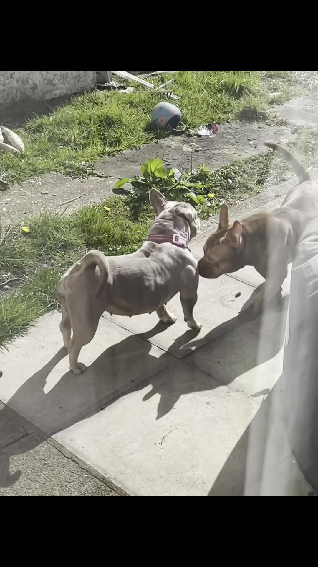 American Bully dogs for sale: Pocket bully pups ready too leave 11th dec - Video 1