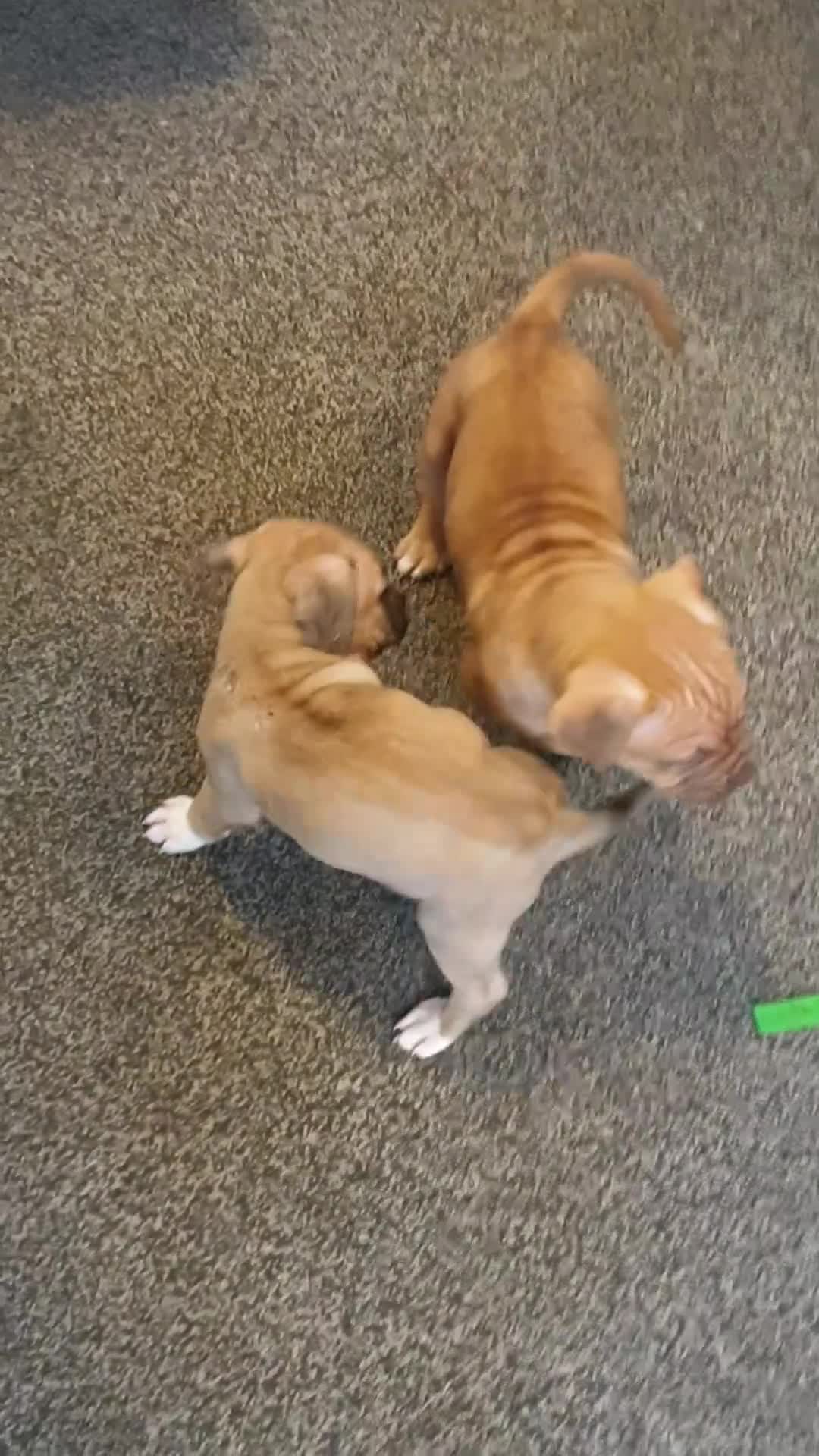 Mixed Breed dogs for sale: Boxer/Staff/Cane Corso Puppies for Sale - Video 1