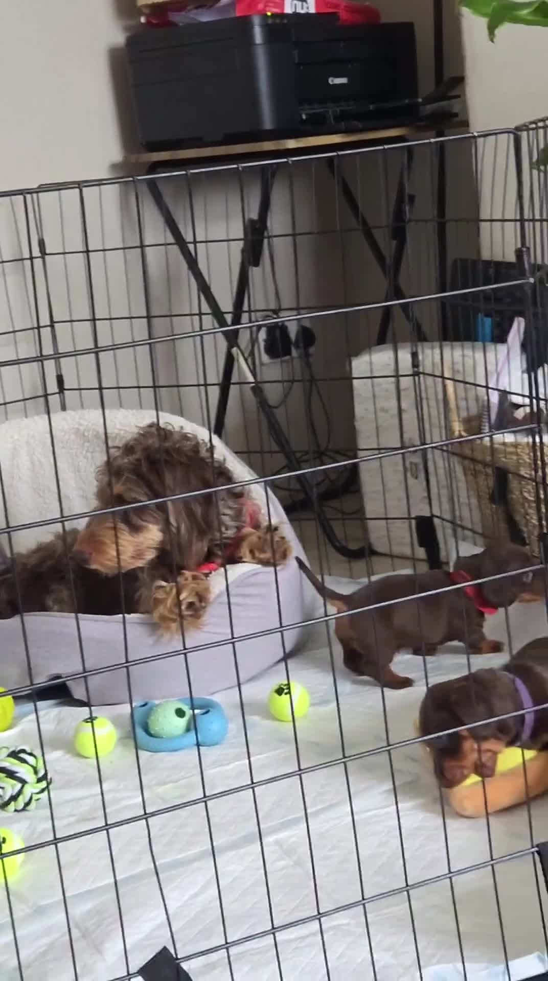 Dachshund dogs for sale: READY NOW Adorable Dachshund Puppies  - Video 1