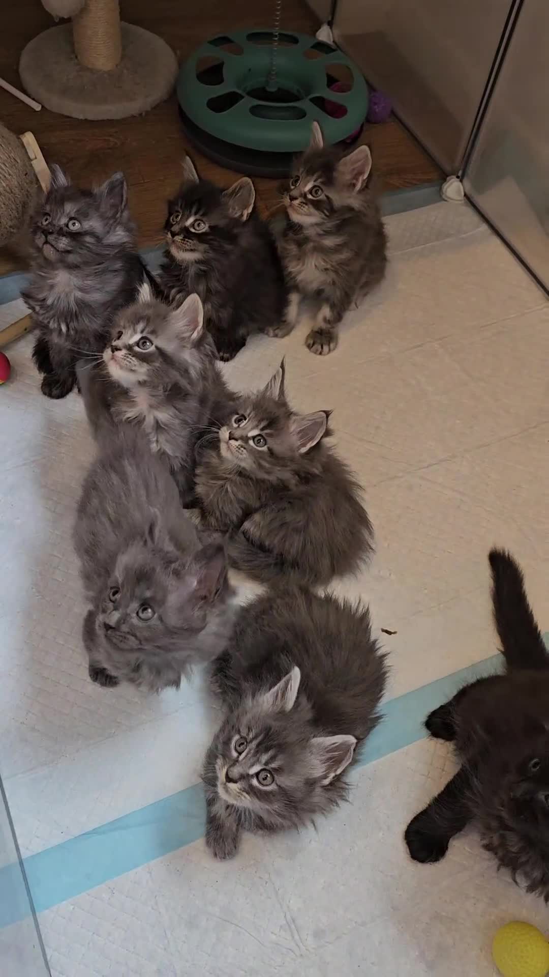 Maine Coon cats for sale: Quality Maine Coon kittens TICA registered  - Video 2