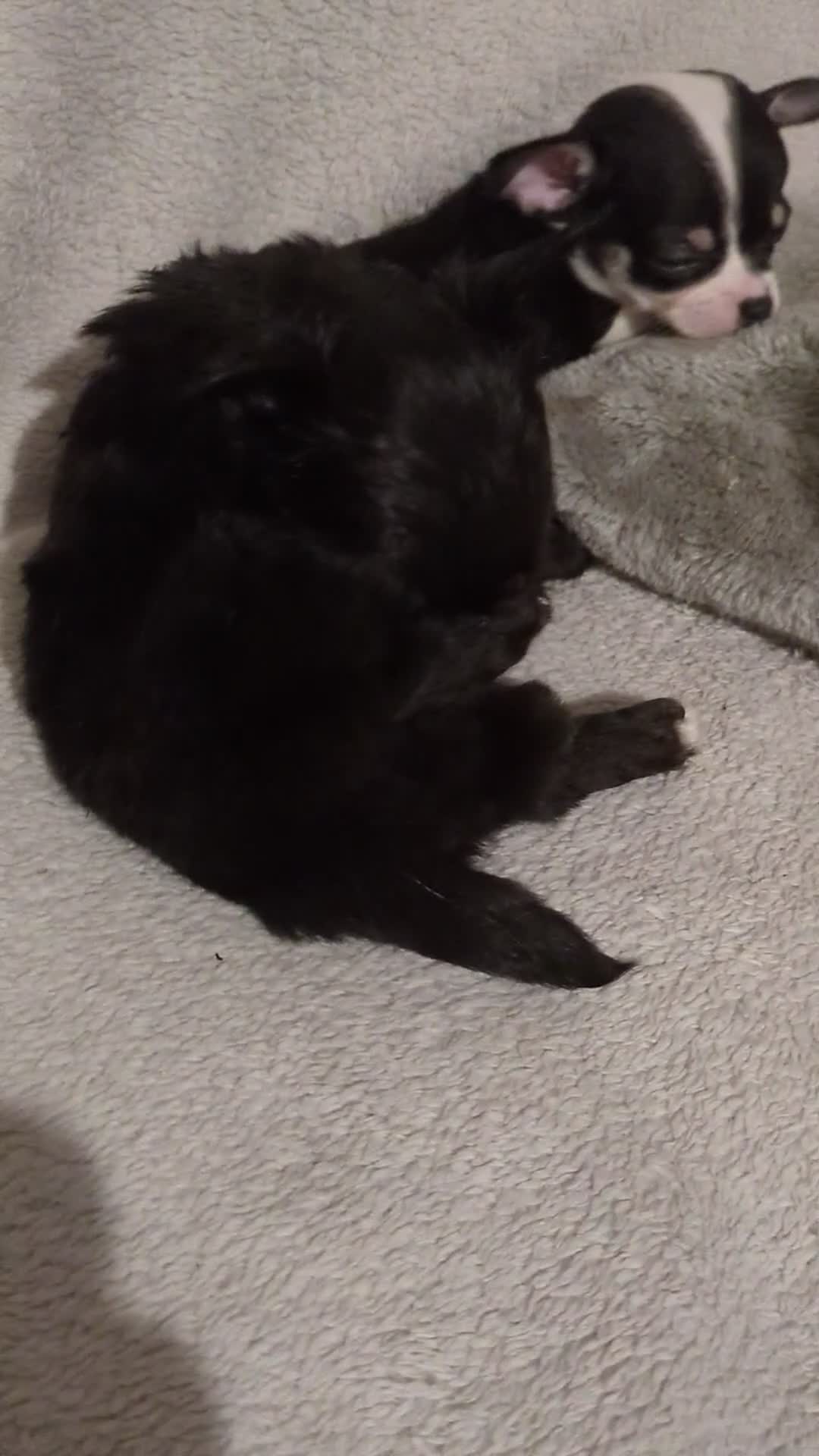 Chihuahua dogs for sale: Rare colour and tiny pedigree Chihuahuas  - Video 1