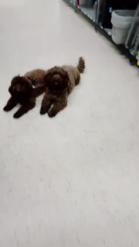Cockapoo dogs for sale: Mother and father are both certified service dogs. - Video 1