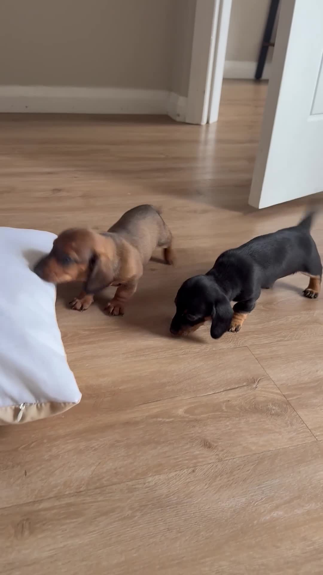 Miniature Dachshund dogs for sale: Miniature Dachshund for sale  - Video 1
