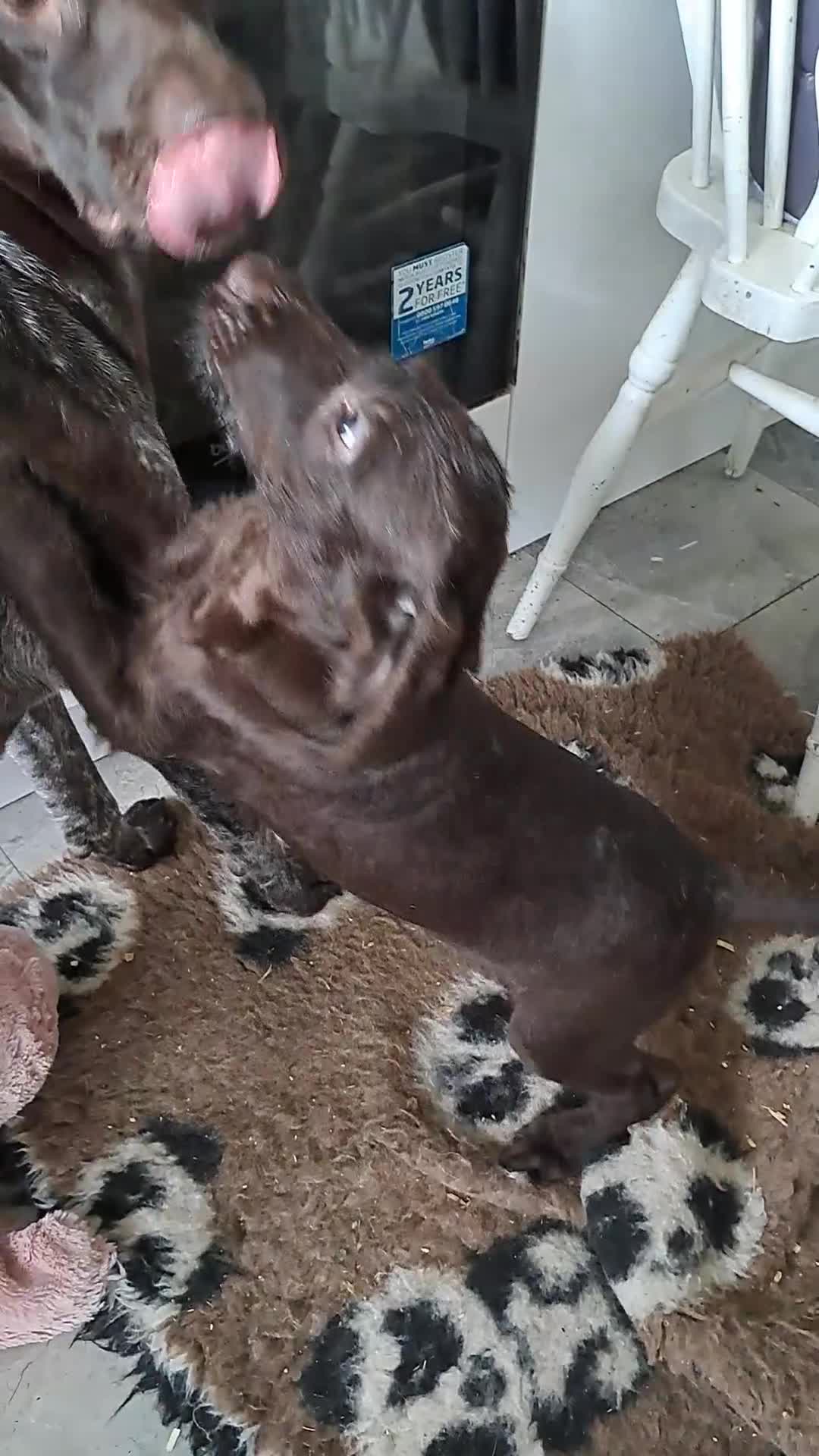 Mixed Breed dogs for sale: Poodle/pointer pups in Cumnock - Video 3