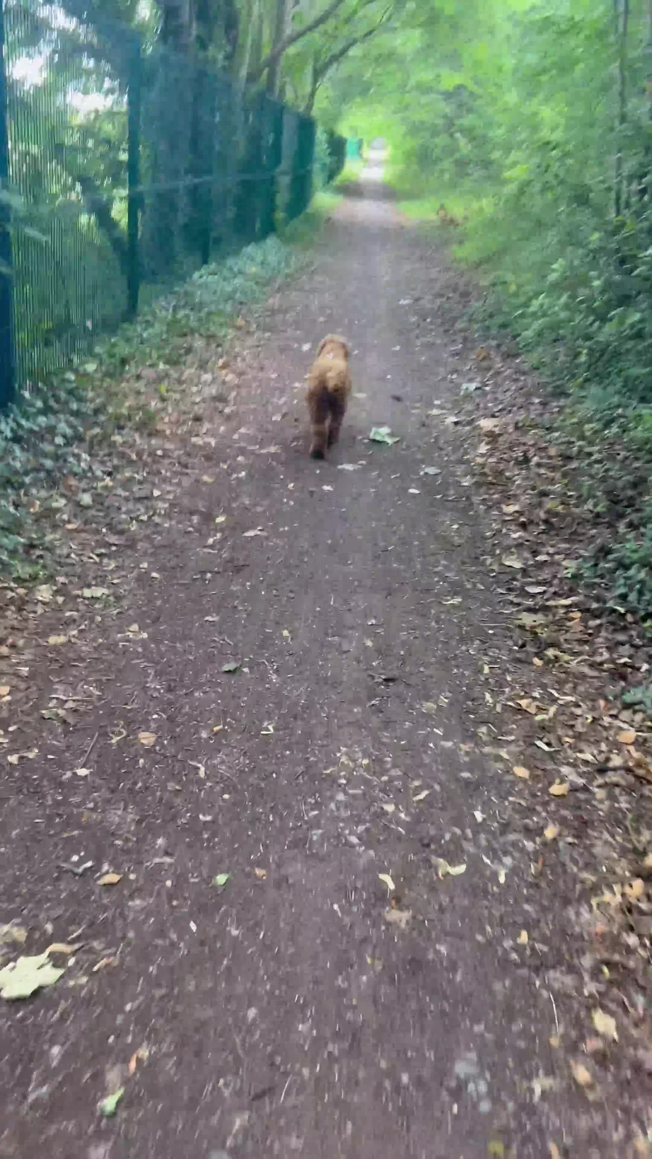 Cavapoo dogs for sale: Gorgeous Cavapoo looking for her forever home  in Epsom - Video 2
