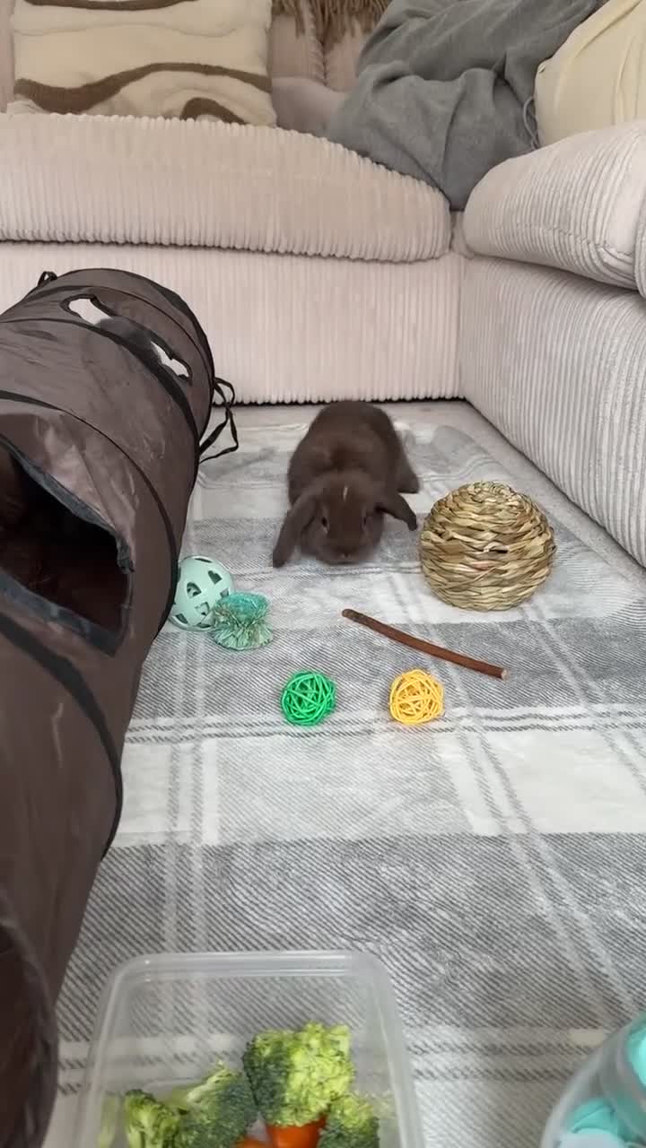 Mini Lop rabbits for sale: Two Male Mini Lops in Clacton-on-Sea - Video 1