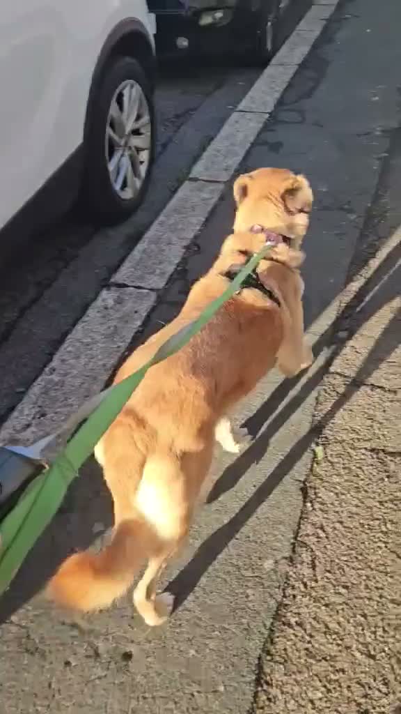 Mixed Breed dogs for adoption: Ruby for adoption in Hastings - Video 2
