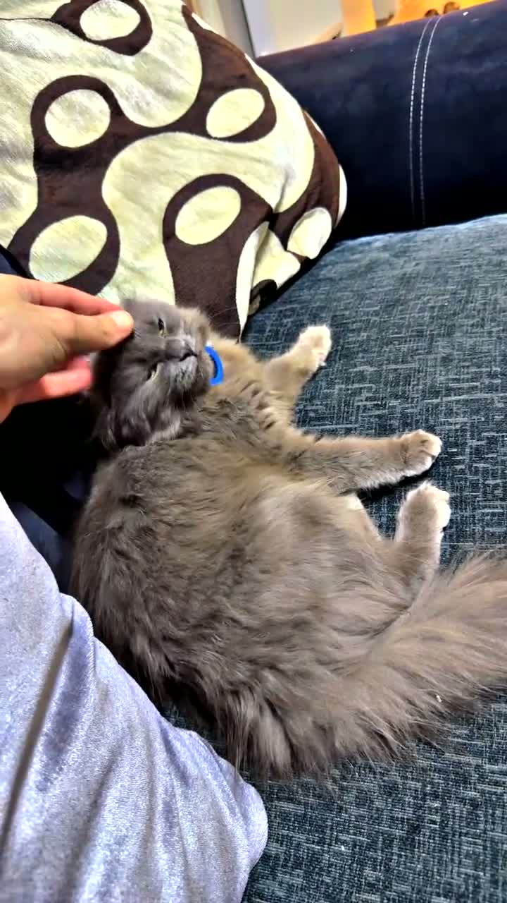 Ragdoll cats for sale: Ragdol British shorthair  in Preston - Video 2