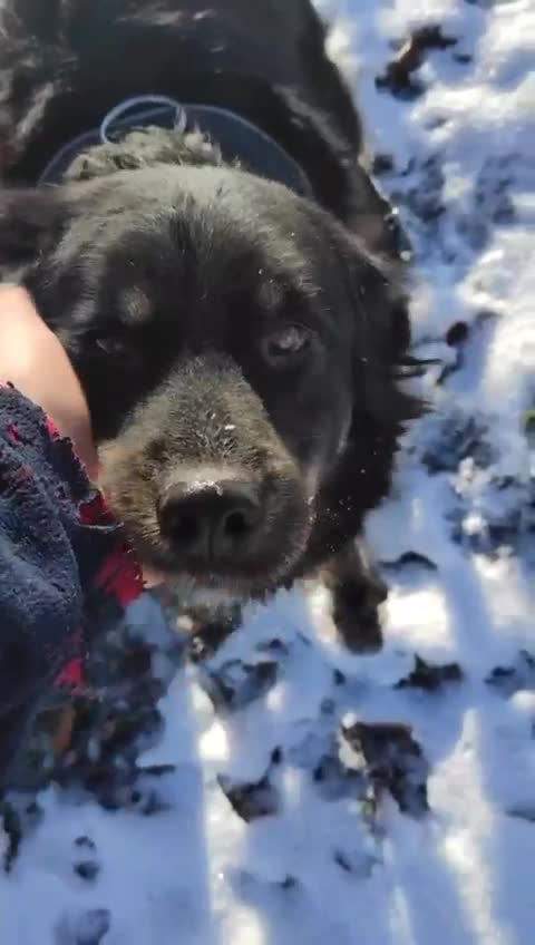 Mixed Breed dogs for adoption: ALEXANDER in Ashford - Video 2