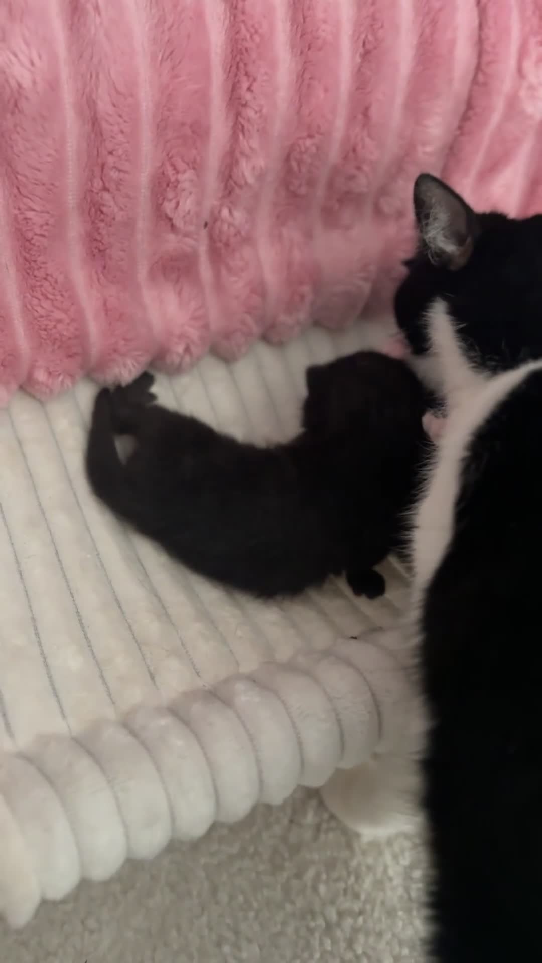 Mixed Breed cats for sale: Mixed breed kittens  - Video 2