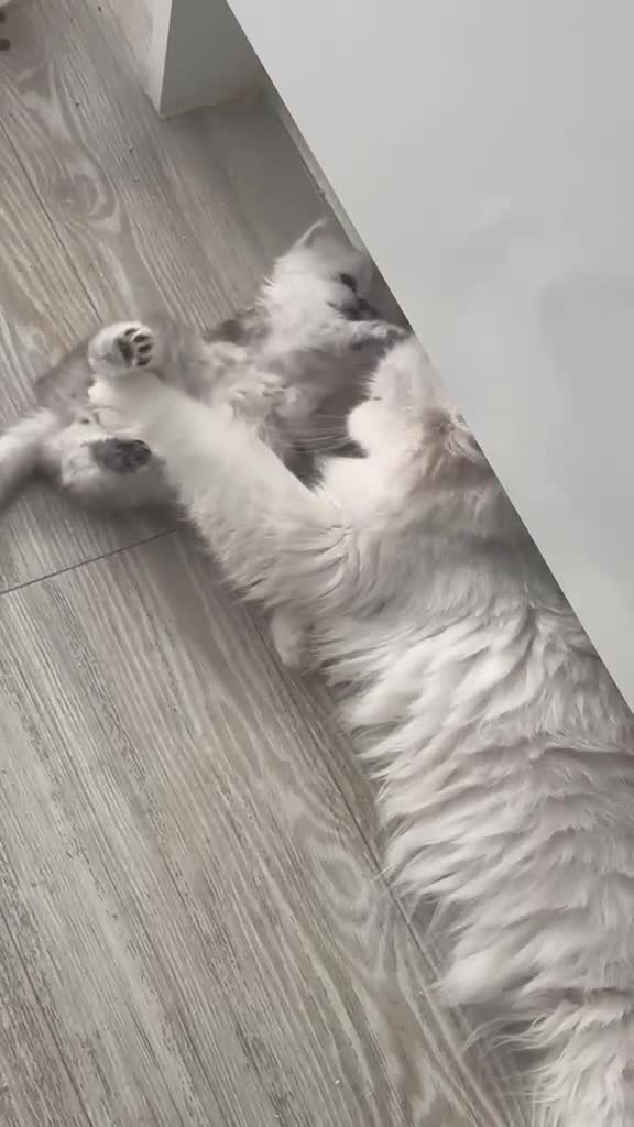 Persian cats for sale: One Persian boy available! - Video 1