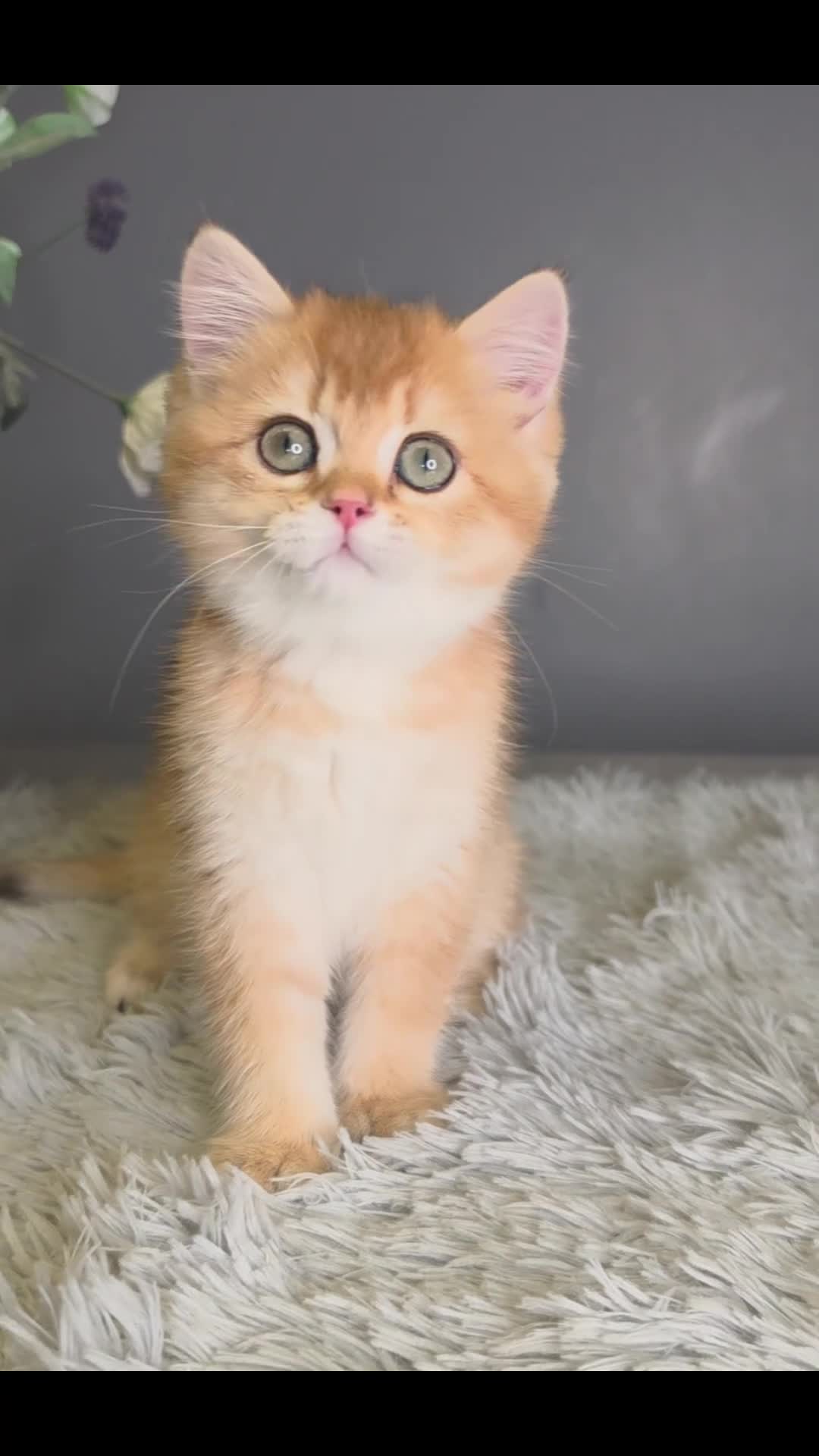 British Shorthair cats for sale: Exceptional GCCF Golden British Shorthair Kittens - Video 2