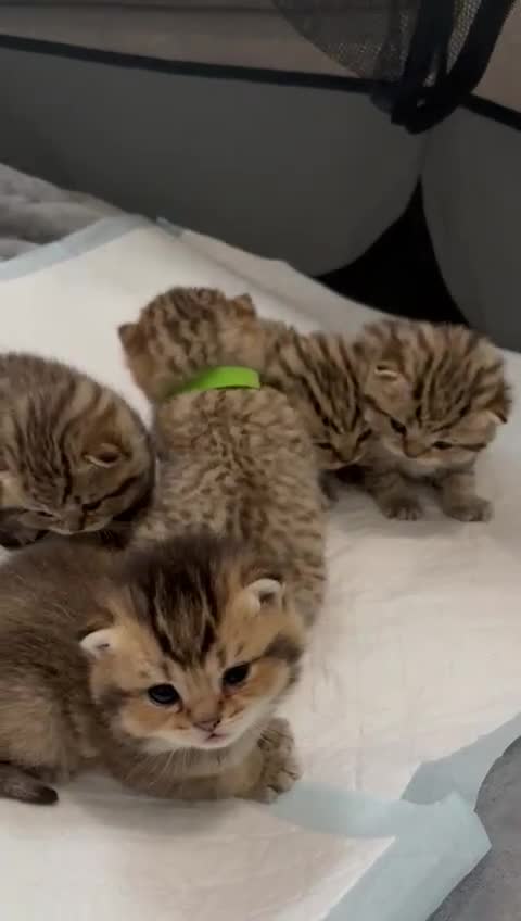 British Shorthair cats for sale: Ready to reserve  pedigree gold black shade bsh   - Video 1