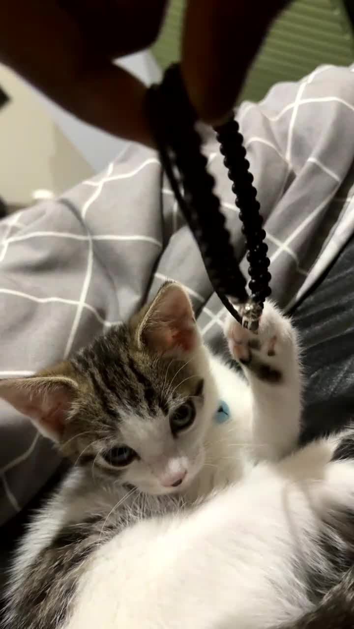 Mixed Breed cats for sale: Baby kitten (no name) - Video 1