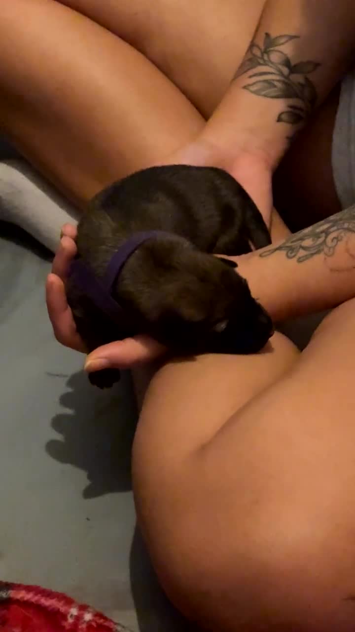 Mixed Breed dogs for sale: Belgian malinois x German Shepherd puppies  - Video 2