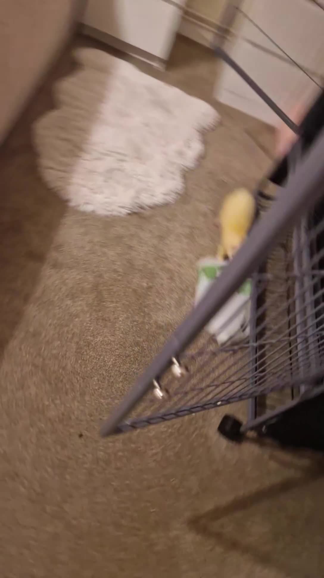 Ferret rodents for sale: 2 Male Albino Ferrets With Everything  - Video 2