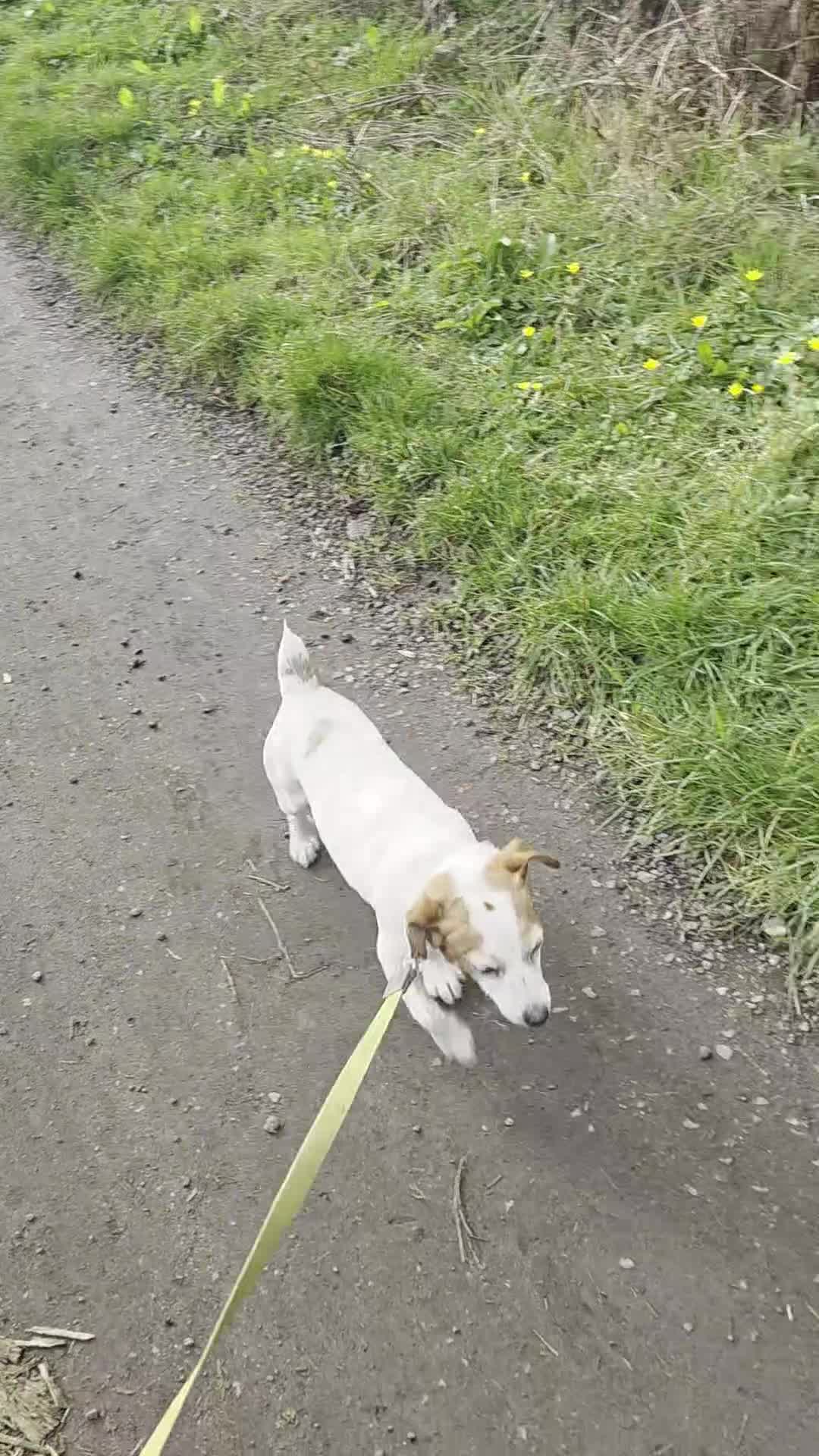 Jack Russell dogs for sale: 5 Year Old Male Jack Russell - Video 1