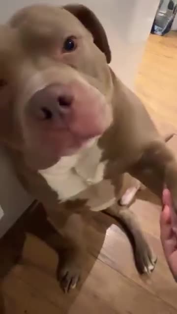 American Bully dogs for sale: American Bully Looking for a New Home ( read ad )  in London - Video 1