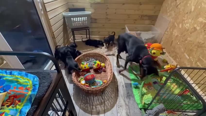 Dobermann dogs for sale: Pure European Doberman puppies - Video 1