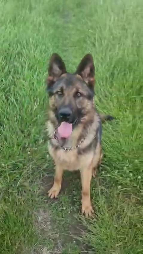 German Shepherd dogs for sale: Pablo  in Saint Helens - Video 1