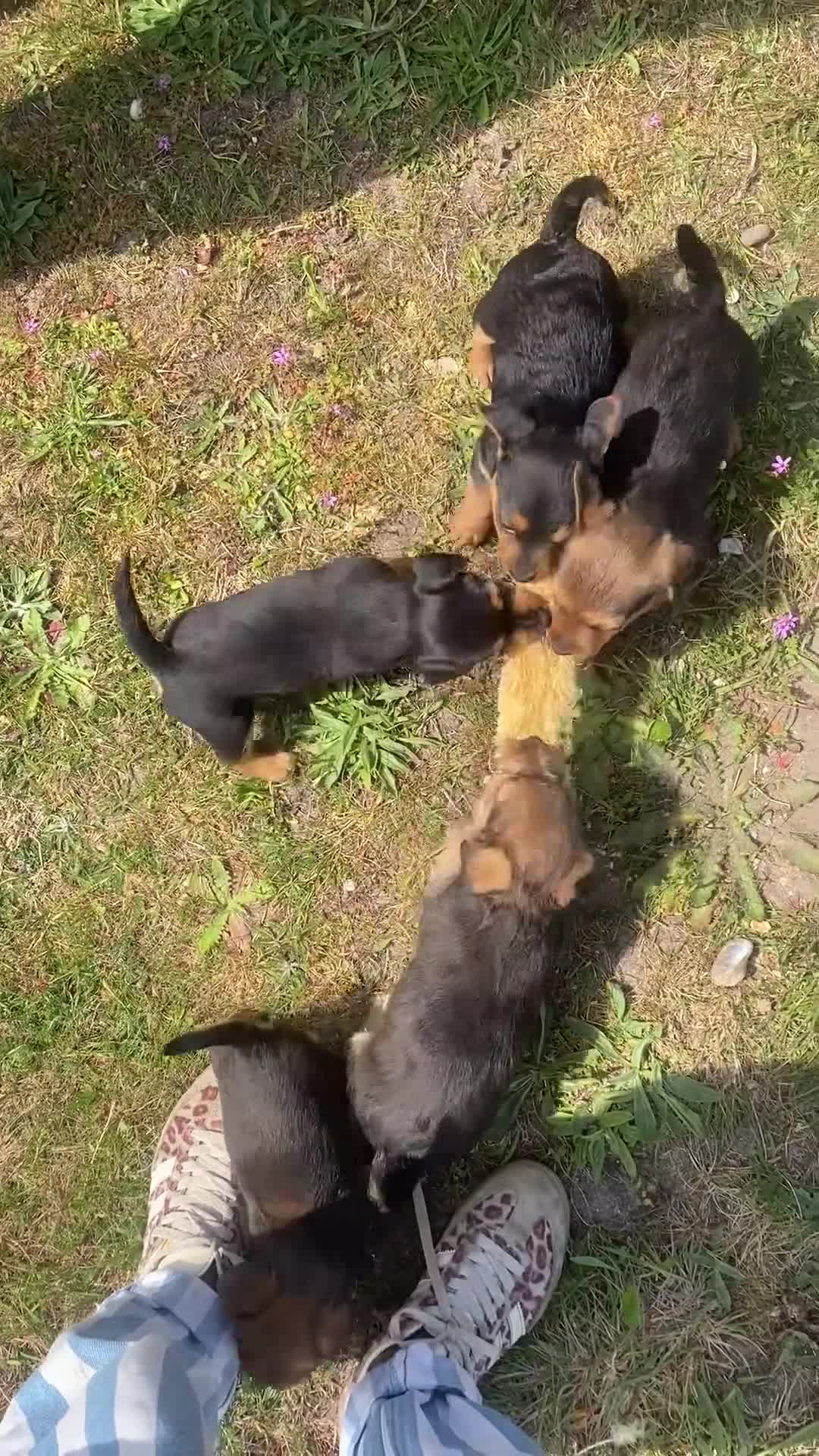 Mixed Breed dogs for sale: Terrier mix x Jack russell - Video 1