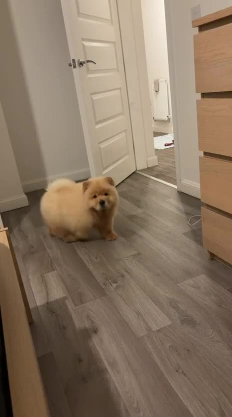 Chow Chow dogs for sale: Cream Chow Chow in Coventry - Video 1