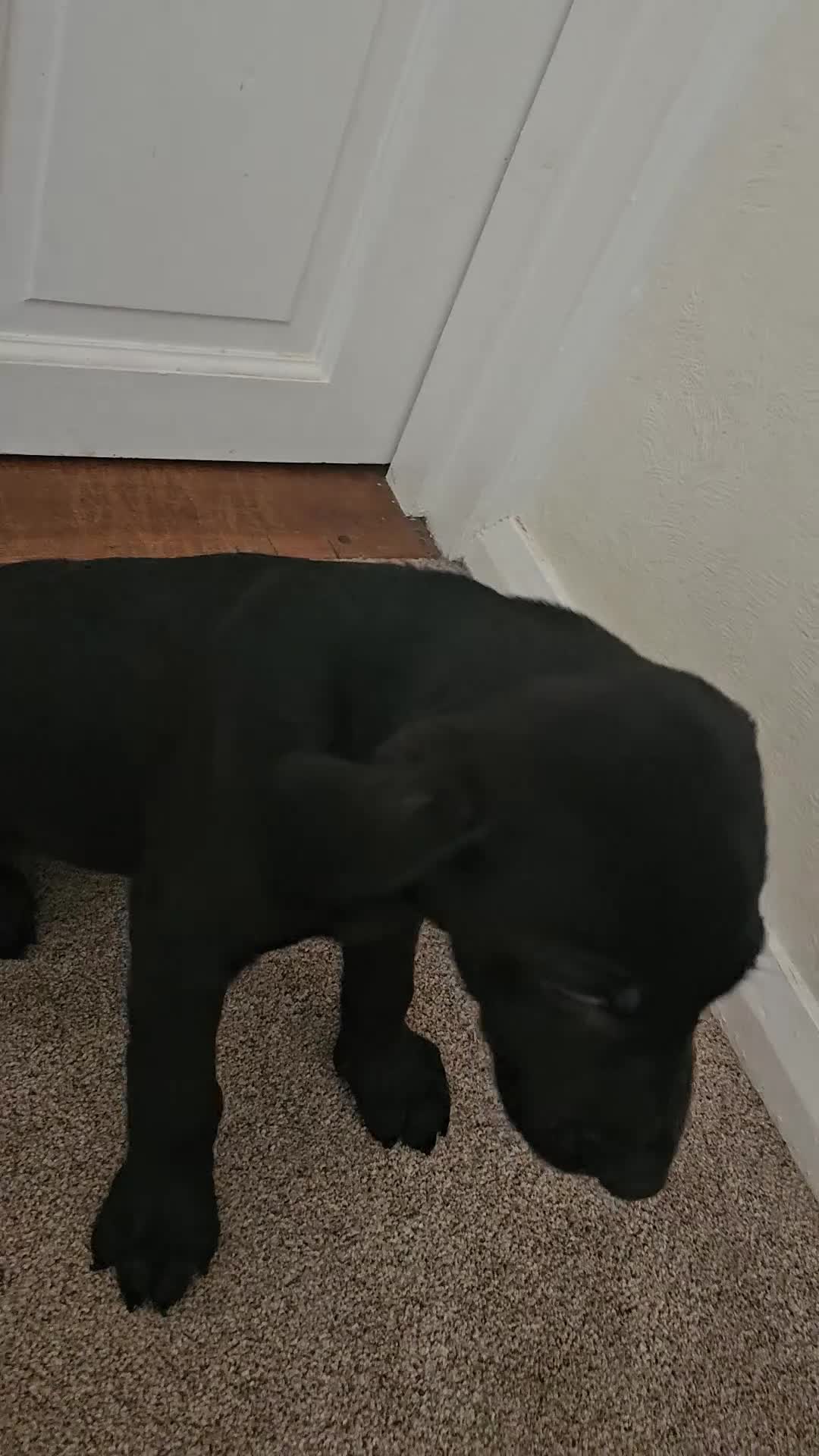 Labrador Retriever dogs for sale: 2boys / 4 girls  READY TODAY FOR FOREVER HOMES - Video 1