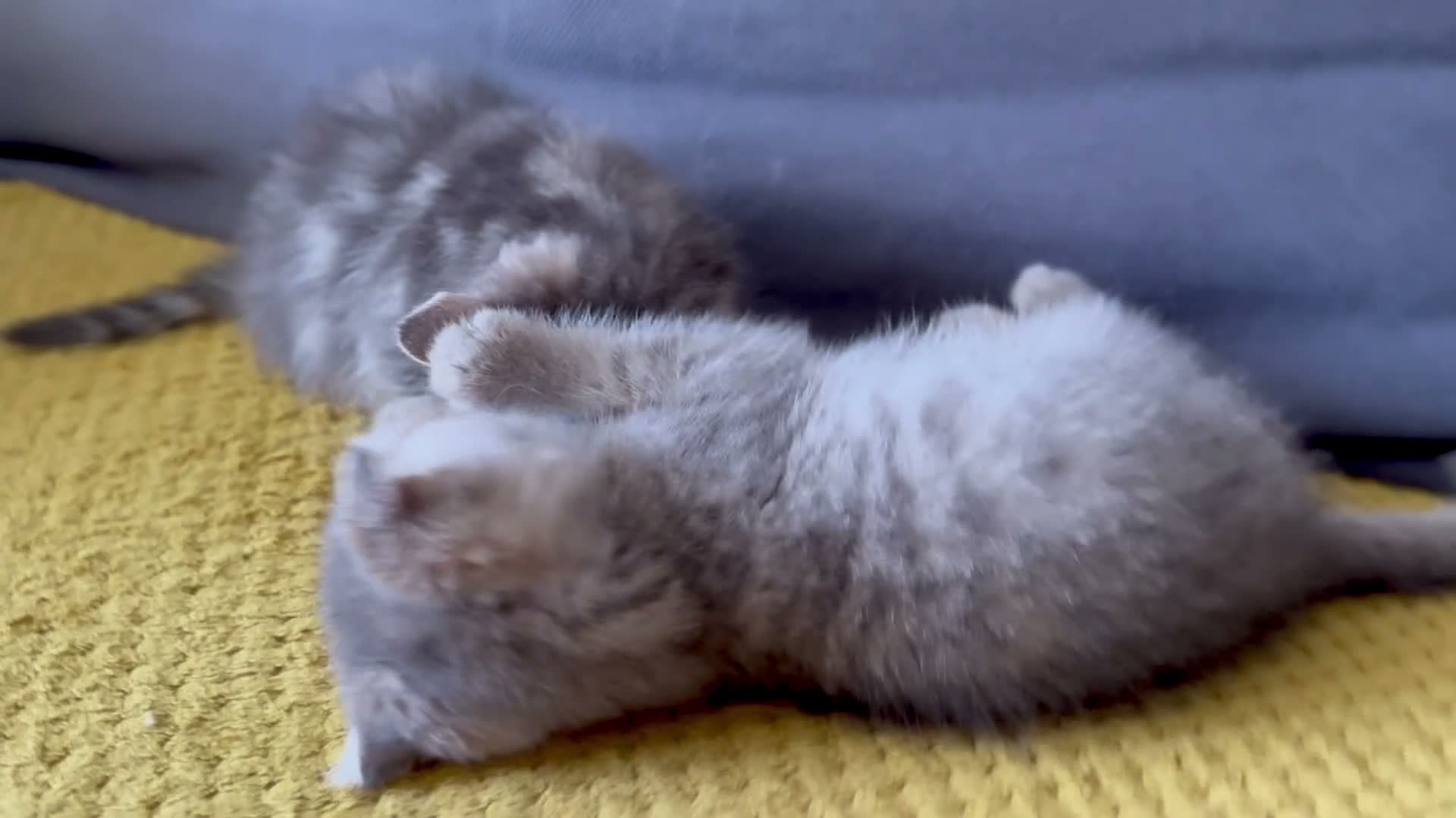 Scottish Fold cats for sale: Scotish fold cross Scottish straight adorable🥰 😻 - Video 4