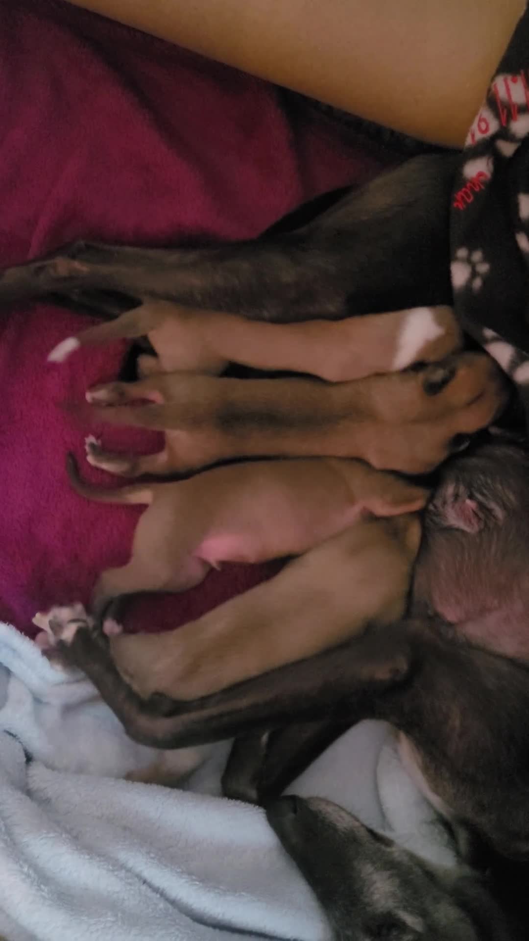 Whippet dogs for sale: KC Registered Male Whippet Puppies  - Video 1