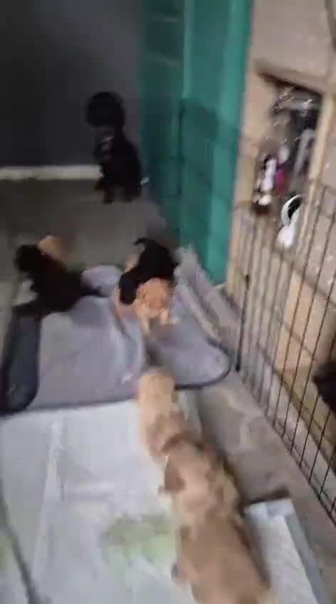 Cockapoo dogs for sale: Cockapoo puppies f2 ready now  - Video 1