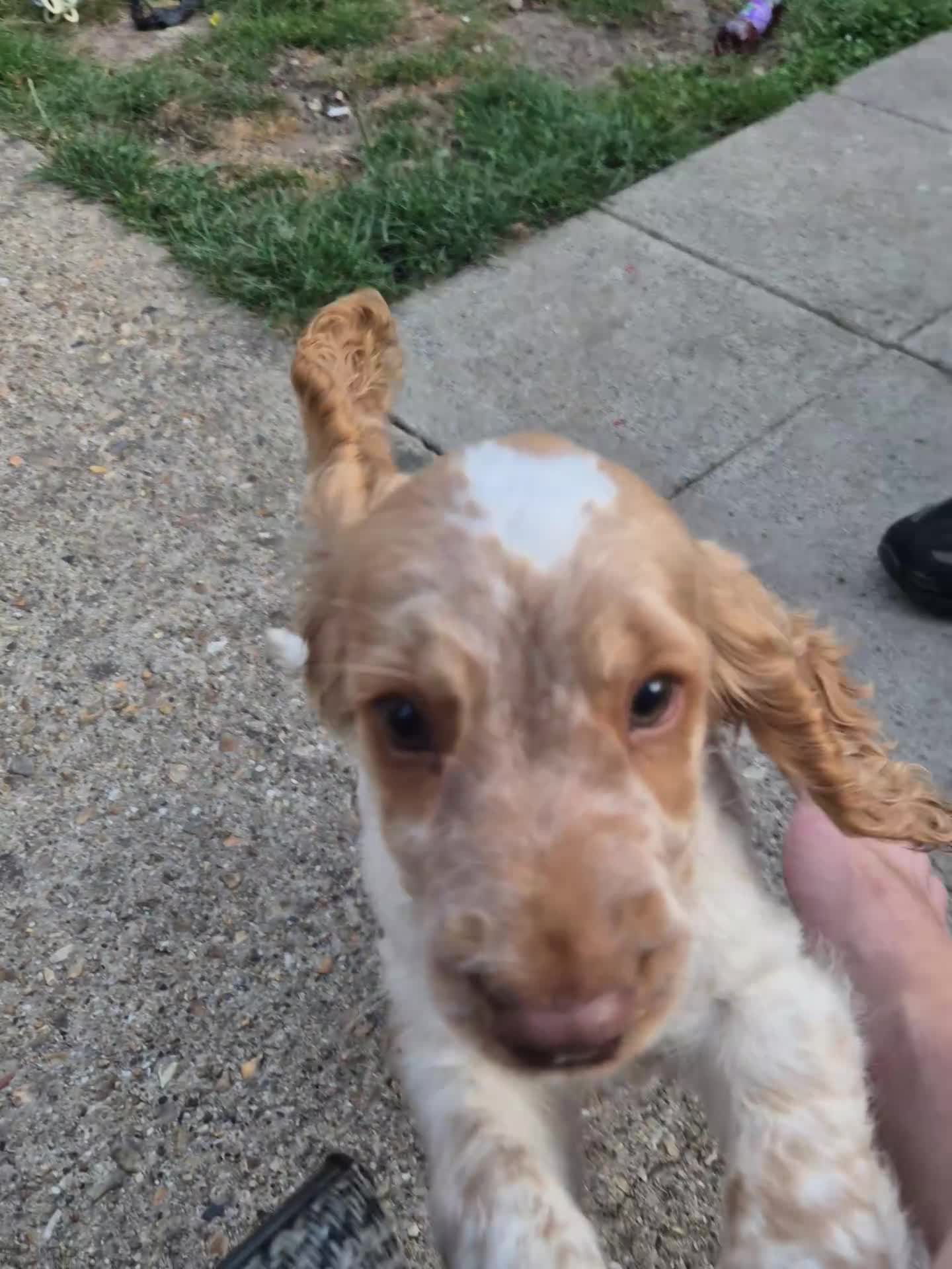 Cocker Spaniel dogs for sale: Show cocker spaniel female - Video 1