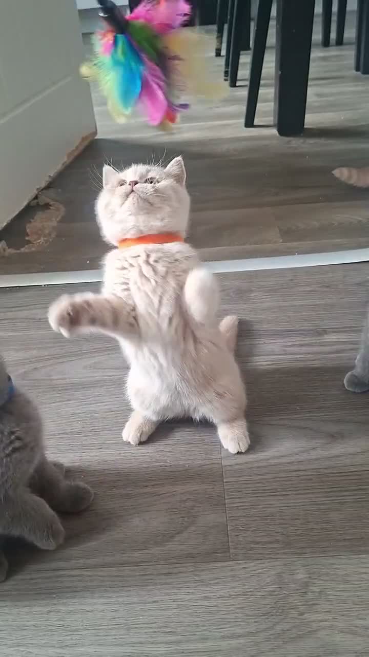 British Shorthair cats for sale: BEAUTIFUL BRITISH SHORTHAIR KITTENS - Video 2