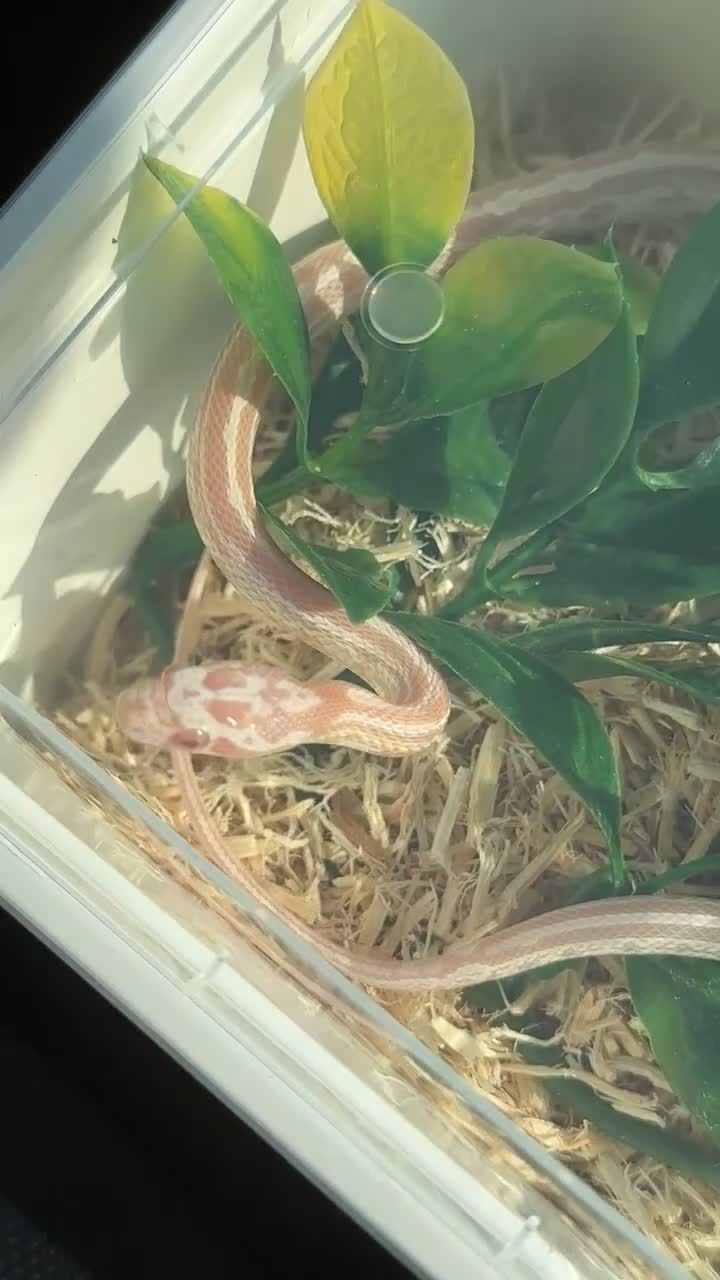 Corn Snake reptiles for sale: Multiple corn snakes for sale  - Video 1