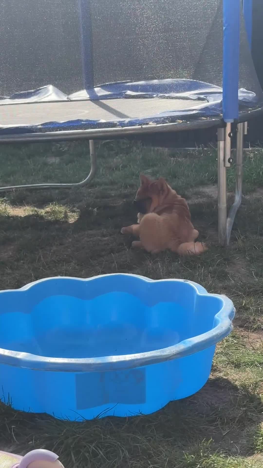 Chow Chow dogs for sale: KC registered smooth chow chow  - Video 1