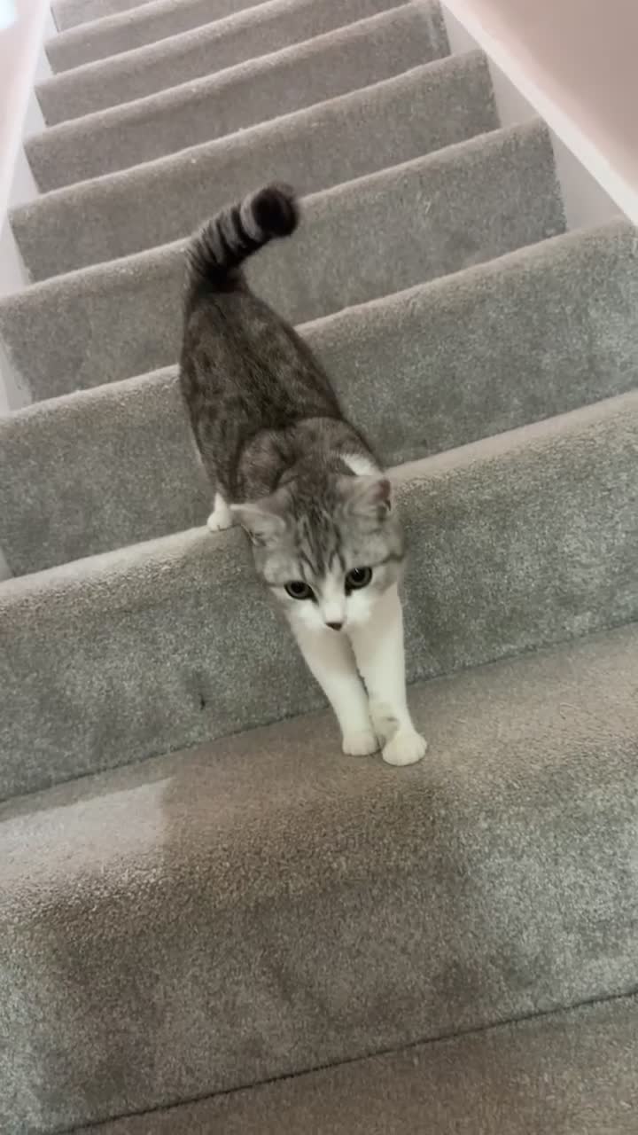 Scottish Fold cats for sale: 7 month old grey and white scottish fold boy mix  - Video 3