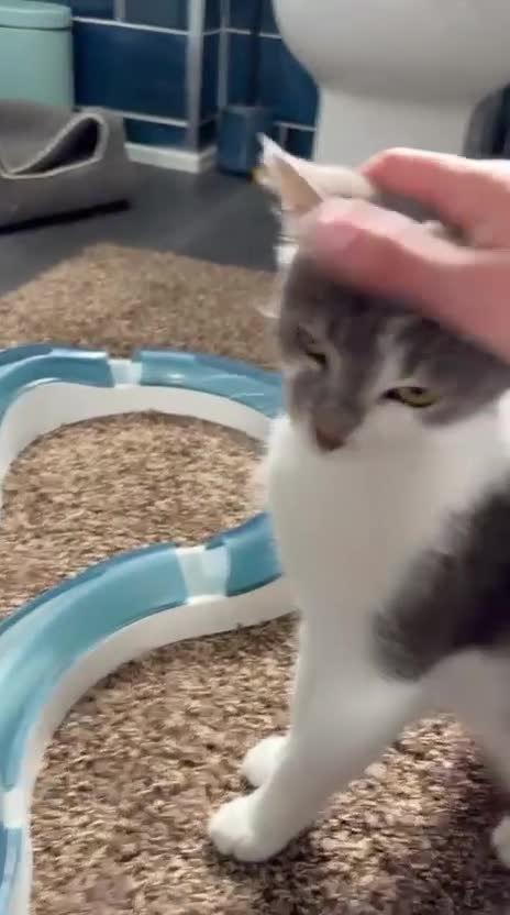 Mixed Breed cats for adoption: Zuza full of love and mischief in Beauly - Video 1